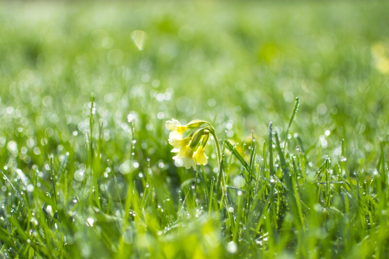 キラキラと朝露が光る草原に黄色い花が一輪咲いています